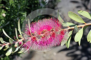 Callistemon citrinus `Jeffers`, Jeffers Bottlebrush