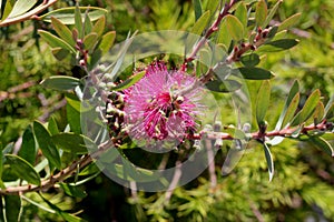 Callistemon citrinus `Jeffers`, Jeffers Bottlebrush