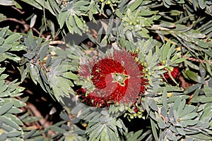 Callistemon citrinus `Little John`, Little John Dwarf Bottlebrush