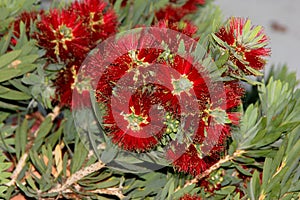 Callistemon citrinus `Little John`, Little John Dwarf Bottlebrush