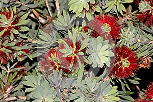 Callistemon citrinus `Little John`, Little John Dwarf Bottlebrush