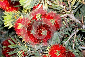 Callistemon citrinus `Little John`, Little John Dwarf Bottlebrush