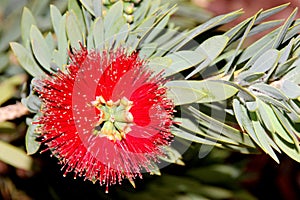 Callistemon citrinus `Little John`, Little John Dwarf Bottlebrush