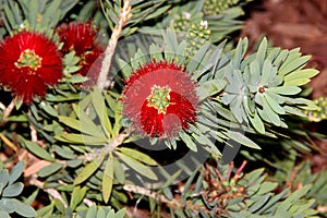 Callistemon citrinus `Little John`, Little John Dwarf Bottlebrush