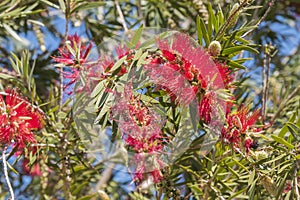 Callistemon citrinus, Melaleuca citrina