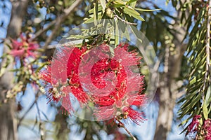 Callistemon citrinus, Melaleuca citrina