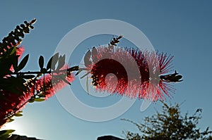 Callistemon citrinus o limpiatubos rojo