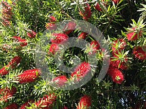 Callistemon Citrinus Plant Blossoming in South Daytona