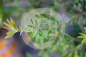 Callistemon citrinus plant with green leaves and red flower