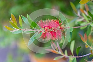 Callistemon citrinus plant with green leaves and red flower