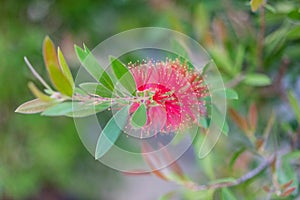 Callistemon citrinus plant with green leaves and red flower