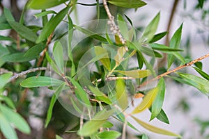 Callistemon citrinus plant with green leaves and red flower