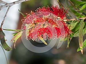 Callistemon citrinus plant with green and red leaves citrius