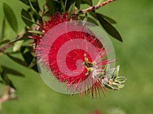 Callistemon citrinus plant with green and red leaves citrius