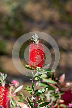 Callistemon citrinus plant with green and red leaves citrius