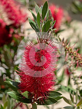 Callistemon citrinus plant with green and red leaves citrius