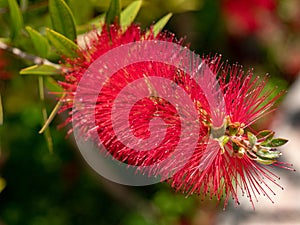 Callistemon citrinus plant with green and red leaves citrius