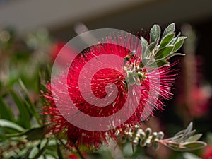 Callistemon citrinus plant with green and red leaves citrius