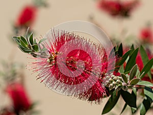 Callistemon citrinus plant with green and red leaves citrius