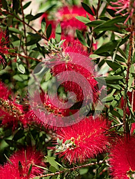 Callistemon citrinus plant with green and red leaves citrius