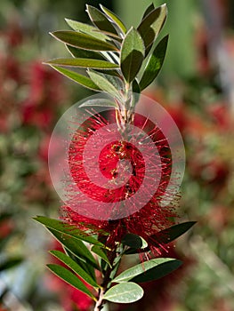 Callistemon citrinus plant with green and red leaves citrius