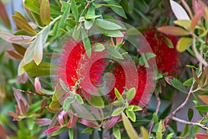 Callistemon citrinus red bottle brush tree blossom.