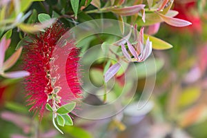 Callistemon citrinus red bottle brush tree blossom.