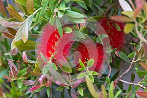 Callistemon citrinus red bottle brush tree blossom.