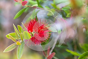 Callistemon citrinus red bottle brush tree blossom. Selective focus.