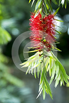 Callistemon Citrinus photo