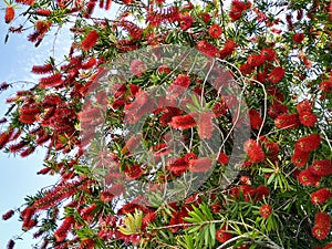 Callistemon citrinus tree with bright red flowers