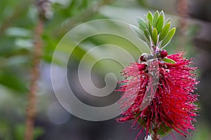 Callistemon citrinus. Very beautiful delicate flowering twig that grows in Turkey. Red delicate stamens of a flowering