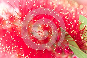 Callistemon close up flower bud