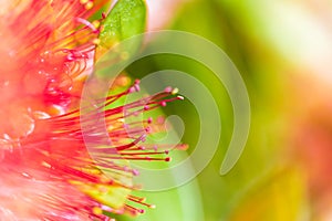 Callistemon close up flower bud