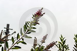 A Callistemon Closeup with Clean Background