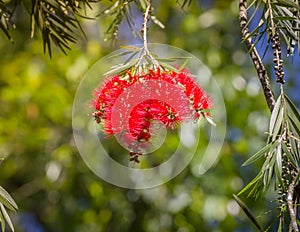 Callistemon family Myrtaceae, widely cultivated in many other regions and naturalized in scattered locations.