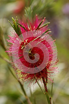 Callistemon flower Mauve Mist