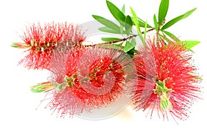 Callistemon flowers