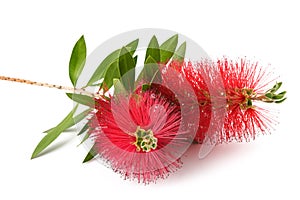 Callistemon flowers