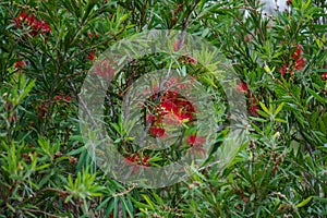 Callistemon Flowers