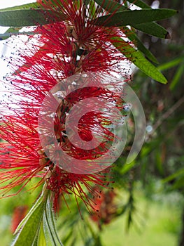 Callistemon flowers close-up on a background of green foliage of a tree. Colorful natural background