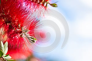 Callistemon flowers in a vibrant blue sky background.