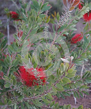 Callistemon in full bloom