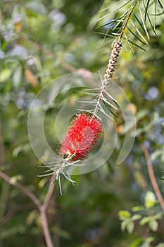 Callistemon in the garden