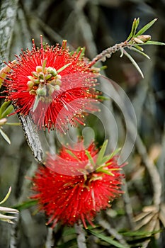 Callistemon is a genus of evergreen shrubs or small trees