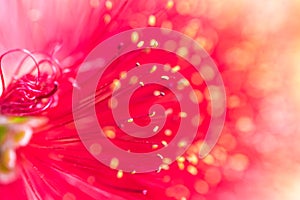 Callistemon close up flower bud photo