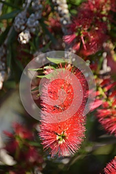 Red Callistemon or  bottlebrush bush flower, vertical close-up