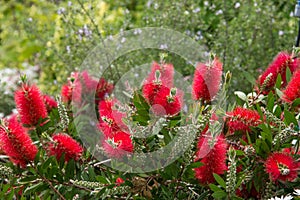 Callistemon in a green background