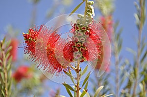 Callistemon lanceolate or Krasnorichenske (Callistemon Lanceolatus)