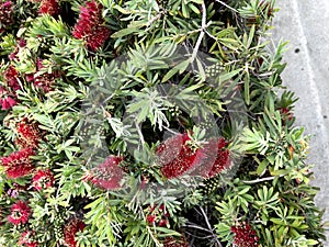 Callistemon 'Little John' , Dwarf Callistemon